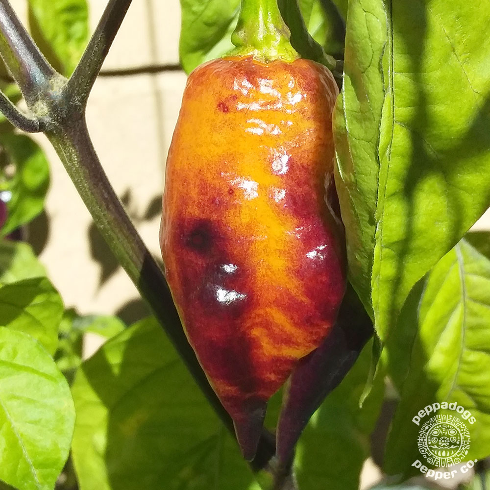 25 Seeds From Orange Black Panther Hot Pepper-C 035